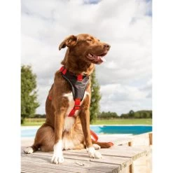 Beeztees Parinca Premium Y-Geschirr 14 Beeztees Parinca Premium Y-Geschirr -Haustierzubehör beeztees parinca premium y tuig 199580 0500 none