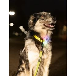 Beeztees Safety Gear Parinca Premium Halsband 15 Beeztees Safety Gear Parinca Premium Halsband -Haustierzubehör beeztees safety gear parinca premium halsband 215003 0500 none