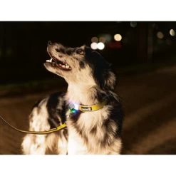 Beeztees Safety Gear Parinca Premium Halsband 16 Beeztees Safety Gear Parinca Premium Halsband -Haustierzubehör beeztees safety gear parinca premium halsband 215015 0500 none