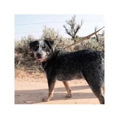 Carhartt Journeyman Leash -Haustierzubehör carhartt journeyman leash 187047 0500 none