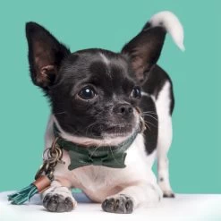 DWAM Halsband Bowie -Haustierzubehör dwam bowie halsband 186562 0500 none