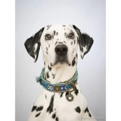 DWAM Halsband Boho Juan -Haustierzubehör dwam halsband boho juan 132080 0500 none