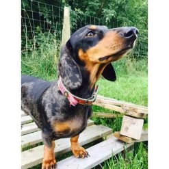 DWAM Halsband Boho Rosa -Haustierzubehör dwam halsband boho rosa 132071 0500 none