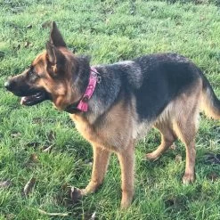 DWAM Halsband Boho Rosa -Haustierzubehör dwam halsband boho rosa 133652 0500 none