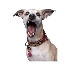 DWAM Halsband Lou Lou 8 DWAM Halsband Lou Lou -Haustierzubehör dwam halsband lou lou 182182 0500 none