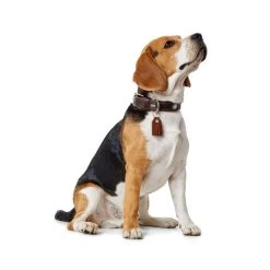 Hunter Halsband Cody -Haustierzubehör hunter halsband cody 116499 0500 none