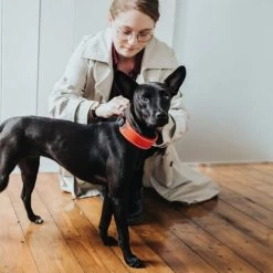 Hunter Halsband Divo -Haustierzubehör hunter halsband divo 208013 0500 none