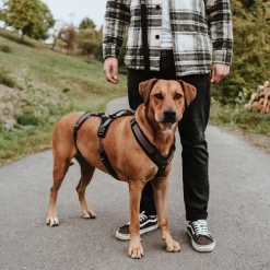 Hunter Sicherheitsgeschirr Maldon 31 Hunter Sicherheitsgeschirr Maldon -Haustierzubehör hunter veiligheidsharnas maldon 221547 0500 none