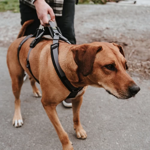 Hunter Sicherheitsgeschirr Maldon 11 Hunter Sicherheitsgeschirr Maldon – Bild 9