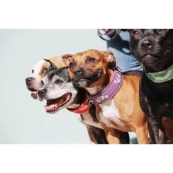 Hurtta Weekend Warrior Halsband -Haustierzubehör hurtta weekend warrior collar 189084 0500 none