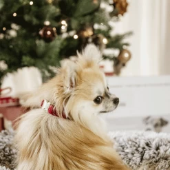 Kentucky Dogwear Corduroy Hundehalsband 17 Kentucky Dogwear Corduroy Hundehalsband -Haustierzubehör kentucky dogwear corduroy hondenhalsband 219200 0500 none