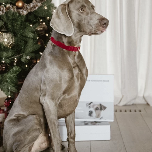 Kentucky Dogwear Corduroy Hundehalsband 7 Kentucky Dogwear Corduroy Hundehalsband – Bild 5