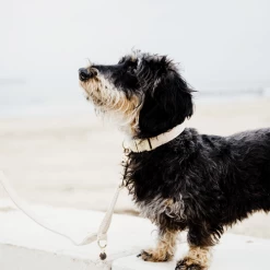 Kentucky Dogwear Hundehalsband Wool -Haustierzubehör kentucky dogwear hondenhalsband wool 219704 0500 none