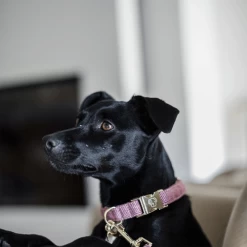 Kentucky Dogwear Hundehalsband Wool -Haustierzubehör kentucky dogwear hondenhalsband wool 219710 0500 none