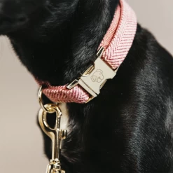 Kentucky Dogwear Hundehalsband Wool -Haustierzubehör kentucky dogwear hondenhalsband wool 219711 0500 none