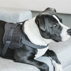 Kentucky Dogwear Hundegeschirr Body Safe Wool -Haustierzubehör kentucky dogwear hondenharnas body safe wool 219215 0500 none