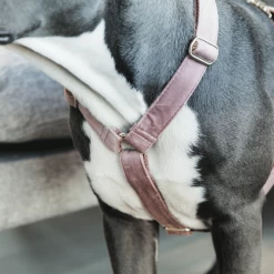 Kentucky Dogwear Hundegeschirr Velvet Loop 16 Kentucky Dogwear Hundegeschirr Velvet Loop -Haustierzubehör kentucky dogwear hondenharnas velvet loop 219284 0500 none