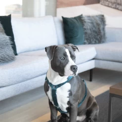 Kentucky Dogwear Hundegeschirr Velvet Loop 15 Kentucky Dogwear Hundegeschirr Velvet Loop -Haustierzubehör kentucky dogwear hondenharnas velvet loop 219293 0500 none