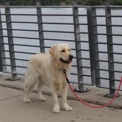 KONG Rope Leash - Schwarz -Haustierzubehör kong rope leash 194549 0500 none