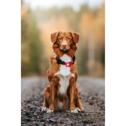 Orbiloc Dog Dual Safety Light -Haustierzubehör orbiloc led veiligheidslamp 188108 0500 none