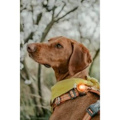 Orbiloc Dog Dual Safety Light -Haustierzubehör orbiloc led veiligheidslamp 188115 0500 none
