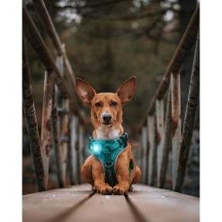 Orbiloc Dog Dual Safety Light -Haustierzubehör orbiloc led veiligheidslamp 188118 0500 none
