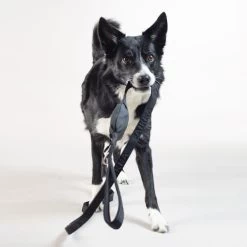 PAIKKA Visibility Leash -Haustierzubehör paikka visibility leash 217819 0500 none