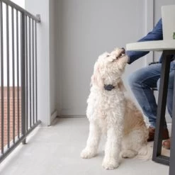 PetSafe Anti-Bell-Halsband -Haustierzubehör petsafe anti blafhalsband 208109 0500 none