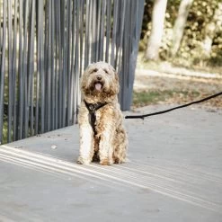 Kentucky Dog Harness Active Velvet -Haustierzubehör prod 15744 218994 0500 none