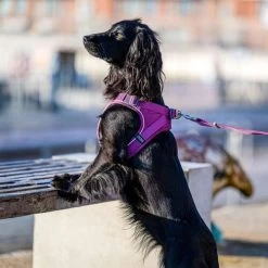 DOG Copenhagen Comfort Walk Go Geschirr -Haustierzubehör prod 15940 220325 0500 none