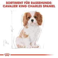 Royal Canin Cavalier King Charles Puppy - Hundefutter 14 Royal Canin Cavalier King Charles Puppy - Hundefutter -Haustierzubehör royal canin cavalier king charles puppy hondenvoer 137932 0500 none