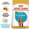 Royal Canin Cocker Puppy - Hundefutter 2 Royal Canin Cocker Puppy - Hundefutter -Haustierzubehör royal canin cocker puppy hondenvoer 140501 0500 none