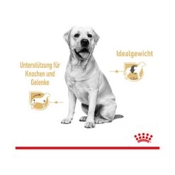 Royal Canin Labrador Retriever Adult Wet -Haustierzubehör royal canin labrador retriever adult wet 165787 0500 none