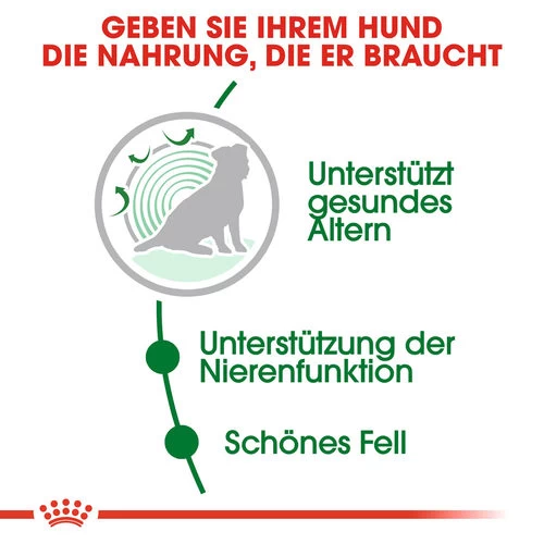 Royal Canin Mini Ageing 12+ - Hundefutter 5 Royal Canin Mini Ageing 12+ - Hundefutter – Bild 3