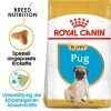 Royal Canin Pug Puppy - Hundefutter -Haustierzubehör royal canin pug puppy hondenvoer 139921 0500 none