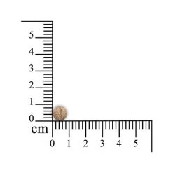 Sensipharm Inconti Stop - Kleine Haustiere -Haustierzubehör sensipharm inconti stop kleine huisdieren 174856 0500 none